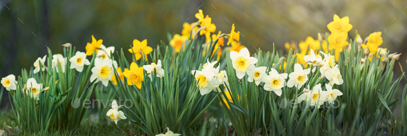 Daffodils in the spring garden - Stock Photo - Images