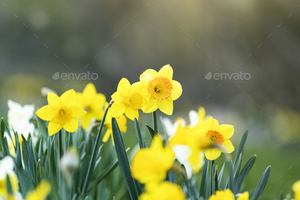 Daffodils in the spring garden - Stock Photo - Images