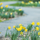 Daffodils in the spring garden - PhotoDune Item for Sale