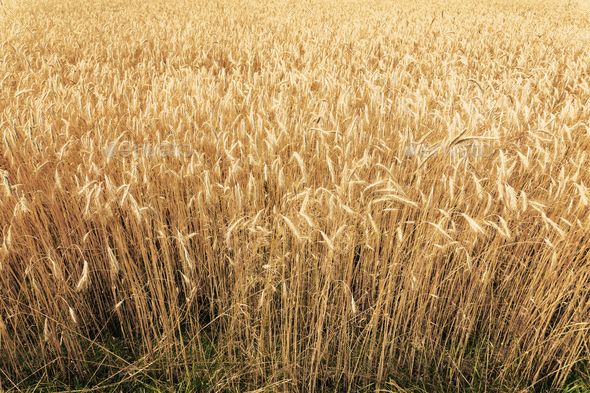 Wheat field - Stock Photo - Images