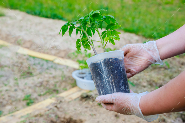 Plants of tomato should have a well developed root system when planted.