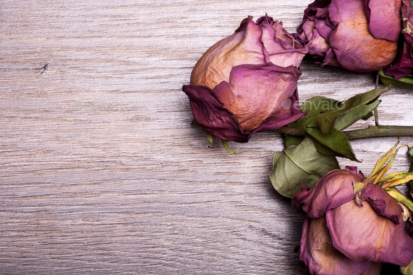 Dead roses on vintage wooden background - Stock Photo - Images