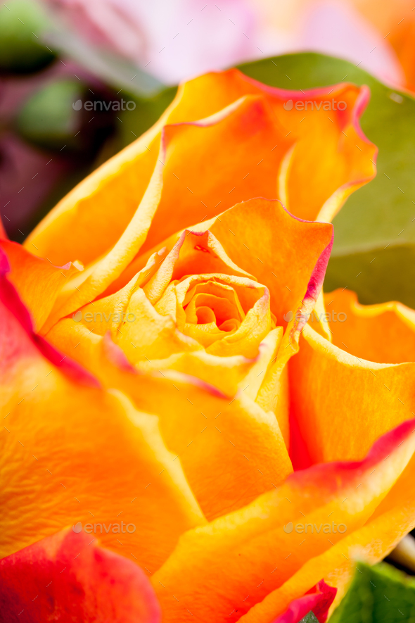 Beautiful flower macro shooting in studio - Stock Photo - Images