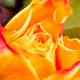 Beautiful flower macro shooting in studio - PhotoDune Item for Sale