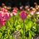 Pink tulips garden close-up in the bright rays of the sun - PhotoDune Item for Sale