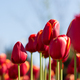 Red tulips garden close-up in the bright rays of the sun - PhotoDune Item for Sale