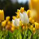 Yellow and white tulips bloom in the garden in spring. - PhotoDune Item for Sale