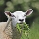 Happy sheep - PhotoDune Item for Sale