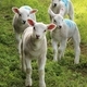 Four lambs - PhotoDune Item for Sale