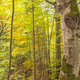 Autumn Mixed Forest, Füssen, Germany - PhotoDune Item for Sale