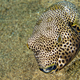 Pufferfish, Lembeh, Indonesia - PhotoDune Item for Sale