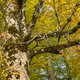 Autumn Mixed Forest, Oberammergau, Germany - PhotoDune Item for Sale