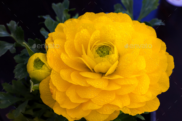 Tender yellow ranunculus flower and bud - Stock Photo - Images