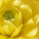 Tender yellow flower - PhotoDune Item for Sale