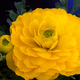 Tender yellow ranunculus flower and bud - PhotoDune Item for Sale