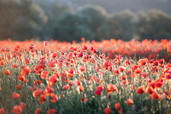 Beautiful field of red poppies in the sunset light. - Stock Photo - Images