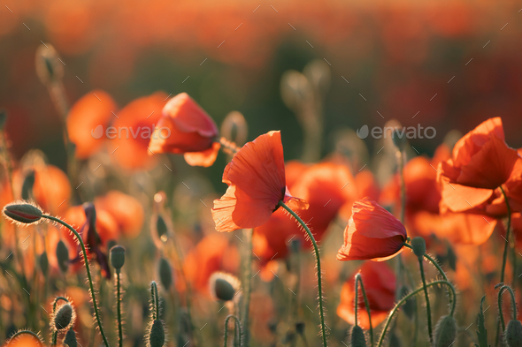 Beautiful field of red poppies in the sunset light. Stock Photo by erika8213