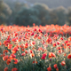 Beautiful field of red poppies in the sunset light. - PhotoDune Item for Sale