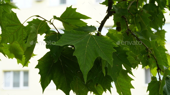 platanus occidentalis leaf