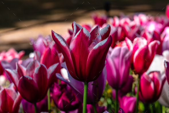Colorful spring fresh dutch tulips. Assorted colors - Stock Photo - Images