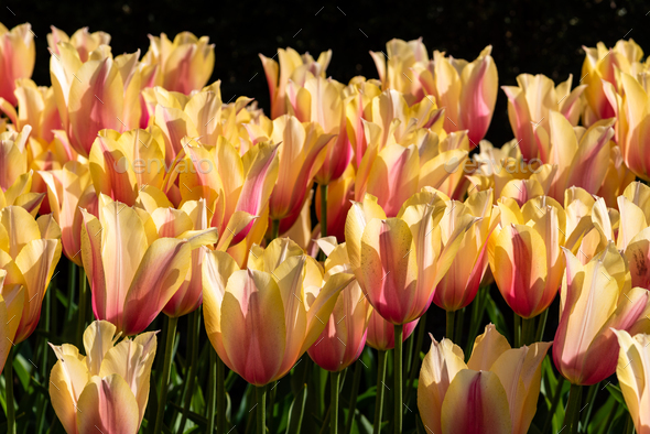 Colorful spring fresh dutch tulips. Assorted colors. Yellow and pink - Stock Photo - Images