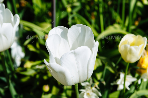 Colorful spring fresh dutch tulips. White color - Stock Photo - Images