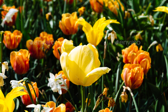 Colorful spring fresh dutch tulips. Yellow color - Stock Photo - Images