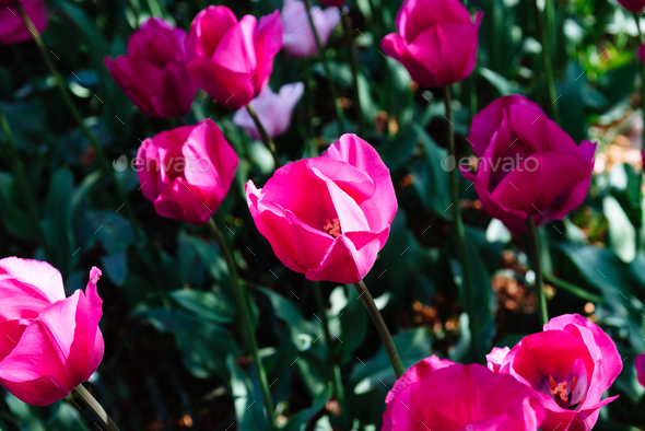 Colorful spring fresh dutch tulips. Assorted colors - Stock Photo - Images