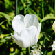 Colorful spring fresh dutch tulips. White color - PhotoDune Item for Sale