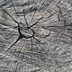 A close-up of a saw cut of a large stump - PhotoDune Item for Sale