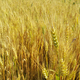Ripening ears of yellow wheat field - PhotoDune Item for Sale