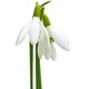 Spring snowdrop flowers isolated on white background with clipping path. - PhotoDune Item for Sale