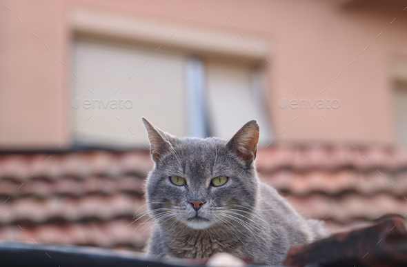 Gray cat  - Stock Photo - Images