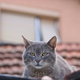 Gray cat  - PhotoDune Item for Sale