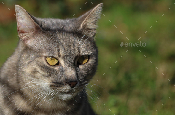 Portrait of a tabby cat - Stock Photo - Images