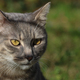 Portrait of a tabby cat - PhotoDune Item for Sale