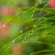 Rain drops gather on the tips of this plants green blades - PhotoDune Item for Sale
