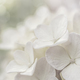 Soft macro image of white petals from a Hydrangea plant  - PhotoDune Item for Sale
