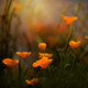 California poppies with sunlight filtering through - PhotoDune Item for Sale