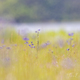 Lupine purple wildflowers in their infancy in tall green grass Selective Focus - PhotoDune Item for Sale