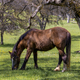Pretty horse grazing in a field of wildflowers and under a big oak tree - PhotoDune Item for Sale