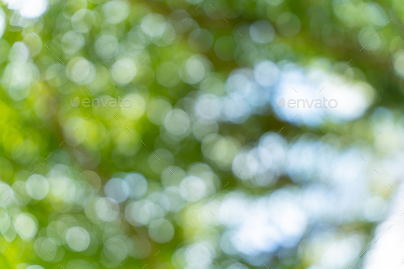 Abstract green nature bokeh background. Soft background blur of natural  foliage. Stock Photo by crazyphotography