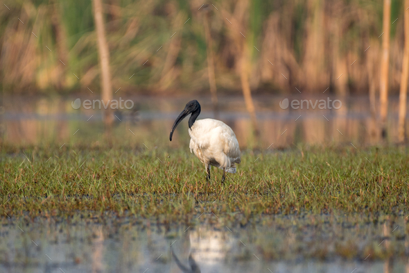 Black headed Ibis bird looking for food in the swamps - Stock Photo - Images