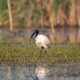 Black headed Ibis bird looking for food in the swamps - PhotoDune Item for Sale