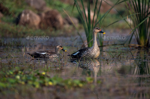 Spot billed duck birds swimming in the wetlands - Stock Photo - Images