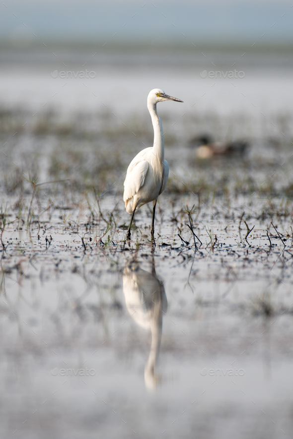 White Egret bird in its habitat in the wetlands - Stock Photo - Images