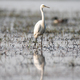 White Egret bird in its habitat in the wetlands - PhotoDune Item for Sale