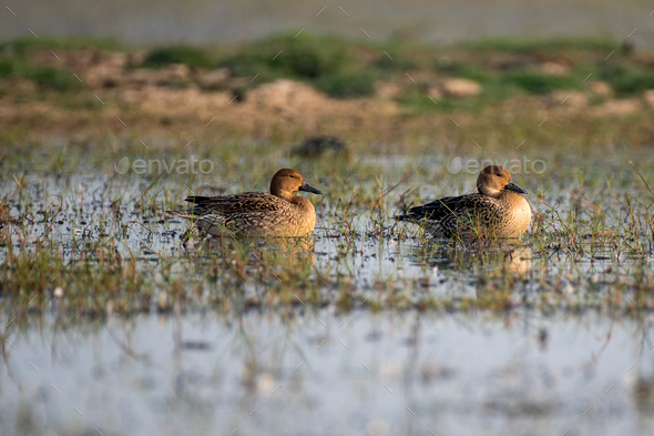 Gadwall duck birds swimming in the wetlands - Stock Photo - Images