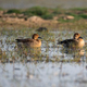 Gadwall duck birds swimming in the wetlands - PhotoDune Item for Sale