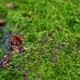Macro shot of natural moss - PhotoDune Item for Sale
